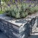 Excluton - Vijverrand Siam Bluestone verzoet - 100x30x3 cm