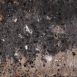 Kijlstra - Splitrock muurelement getrommeld - 11x13x32 cm - grigio camelo
