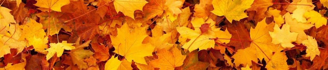 Bladeren in de herfst
