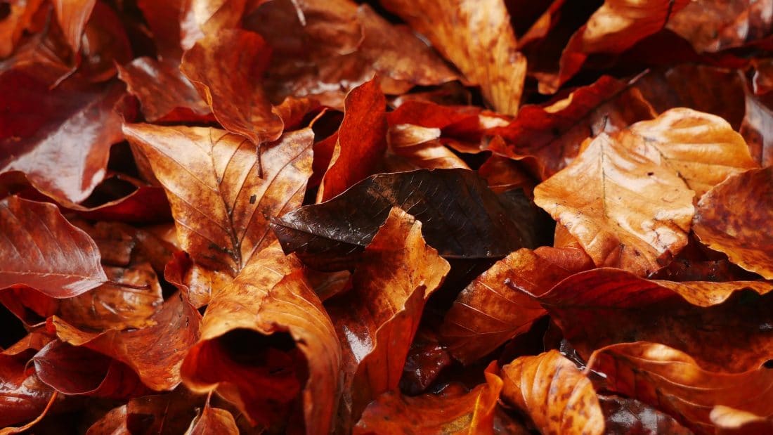 Bladeren in je tuin: wat doe je er mee?